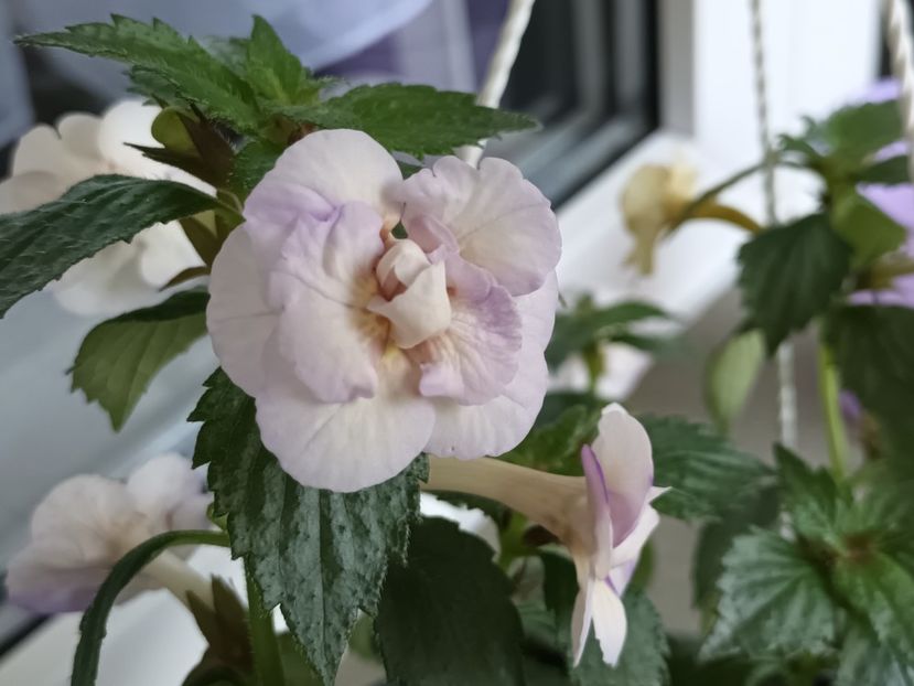 Fețele Lenei - Lena Vera