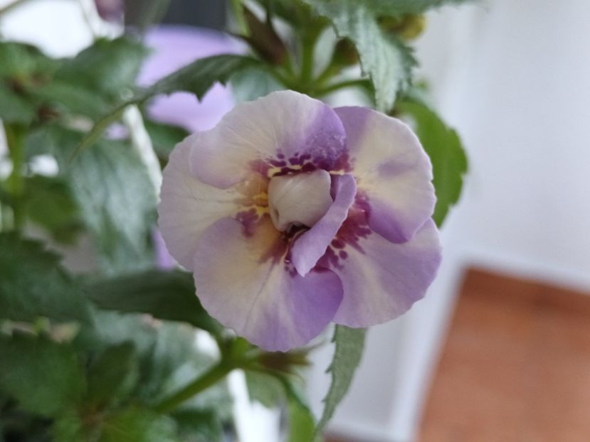 Ador achi schimbatori - Lena Vera