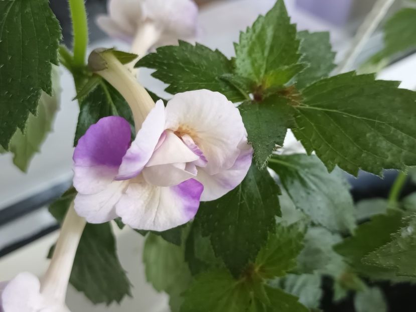 Parca as avea mai multe varietati in acelasi ghiveci - Lena Vera