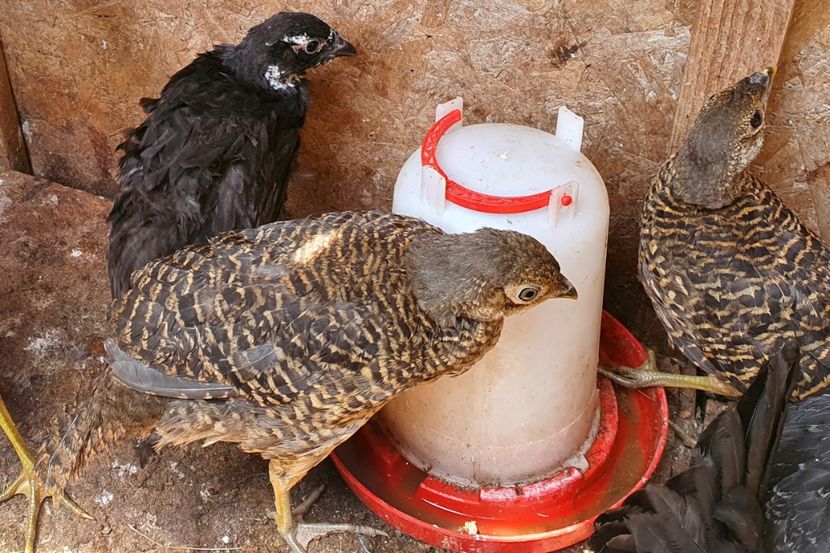  - 2023 FAZANI AURIU PE ROSU