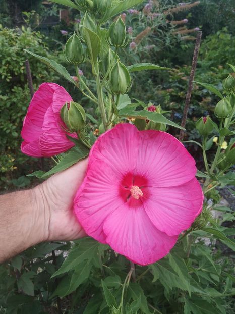 HM Fantasia - Gradina flori
