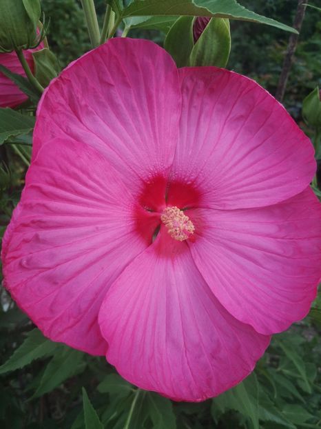  - Gradina flori