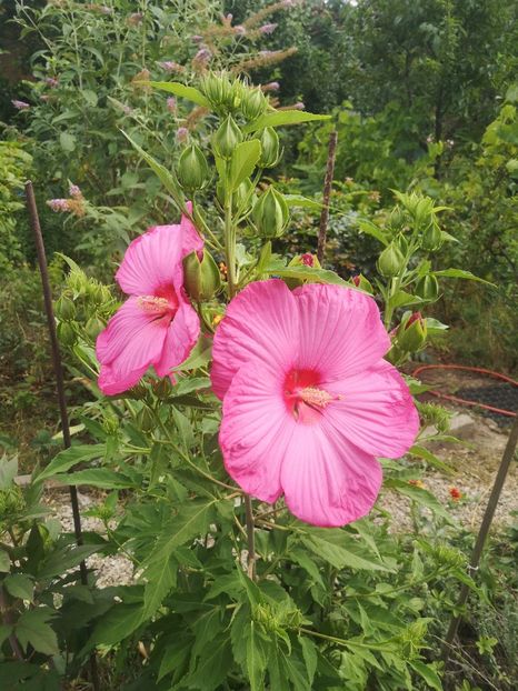  - Gradina flori