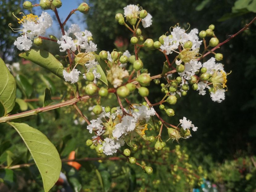  - arbori ornamentali 2023