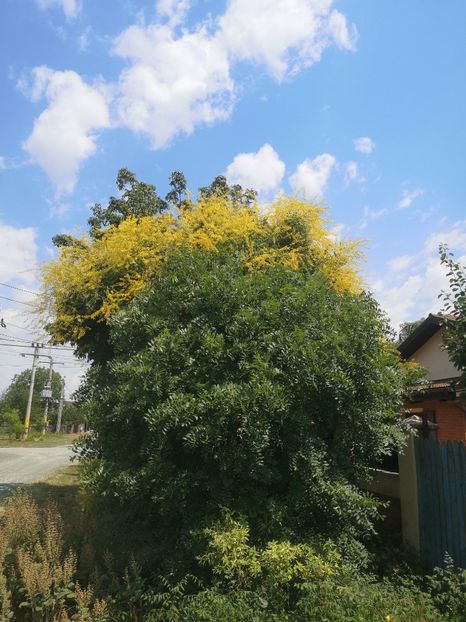 10.07 koelreuteria - arbori ornamentali 2023