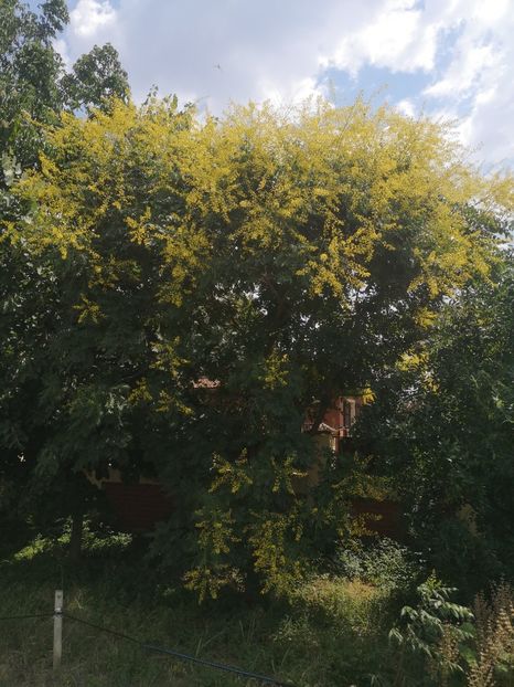  - arbori ornamentali 2023