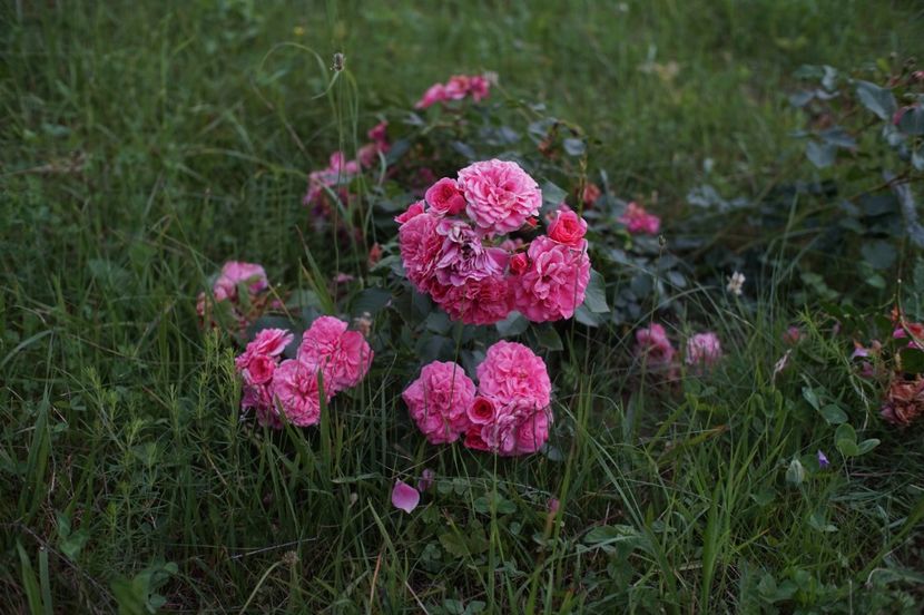  - Les Quatre Saisons