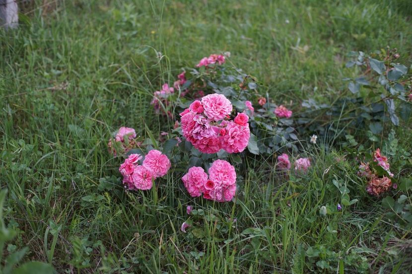  - Les Quatre Saisons