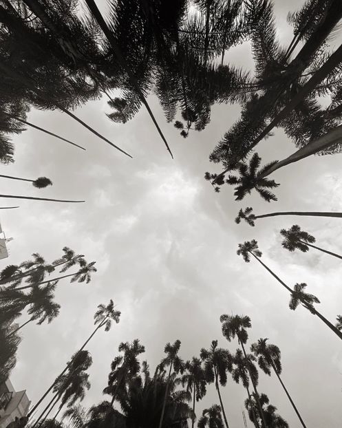 hálitos de la naturaleza - Collection of Tintypes