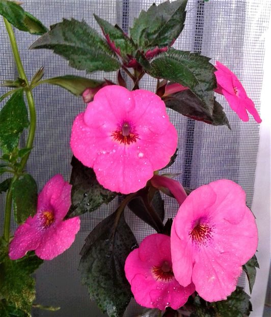  - 000014 ACHIMENES