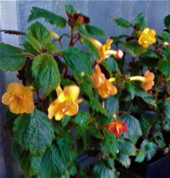 - 000014 ACHIMENES