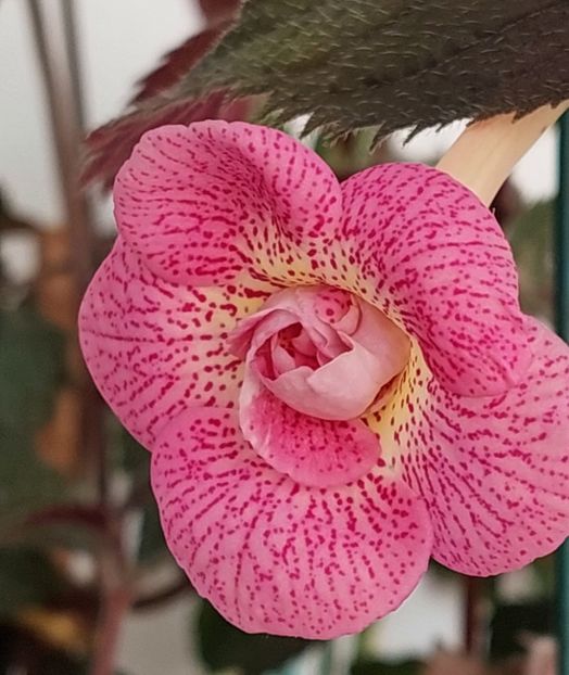  - RFs ROBERTO RAINBOW DREAM
