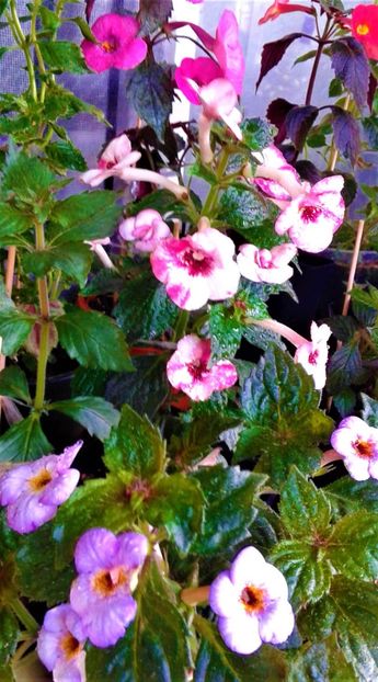  - 000015ACHIMENES