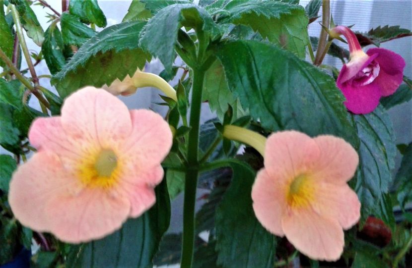  - 000018 ACHIMENES