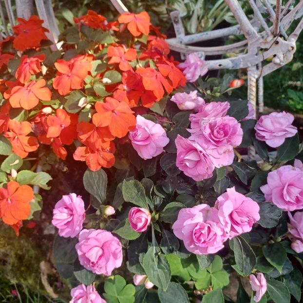 Andreea .. Un mare mulțumesc!!!! - Impatiens sau sporul casei 2023