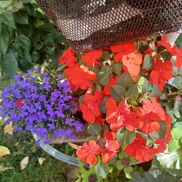  - Impatiens sau sporul casei 2023