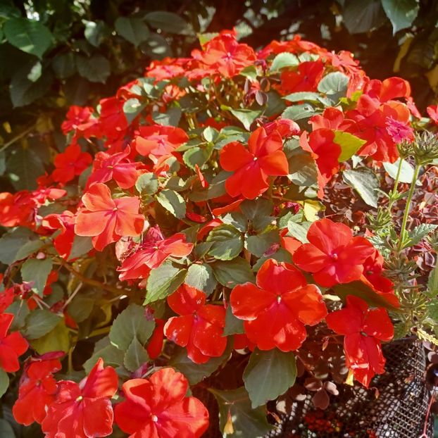  - Impatiens sau sporul casei 2023