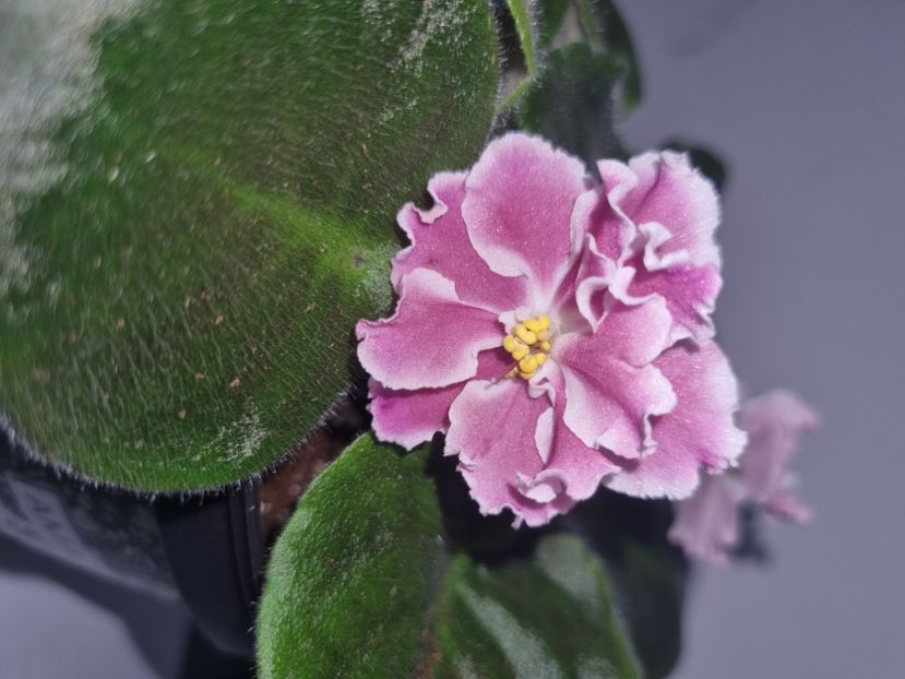 12.07.2023 - Amadeus