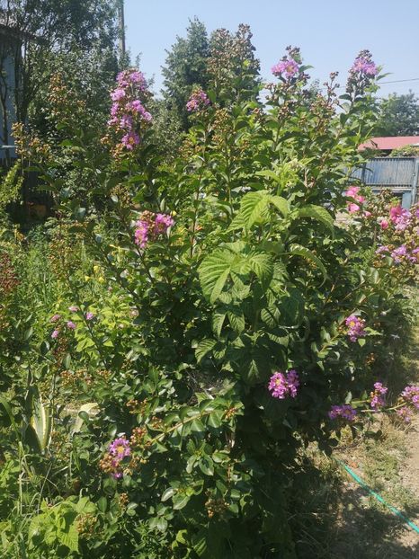  - arbori ornamentali 2023