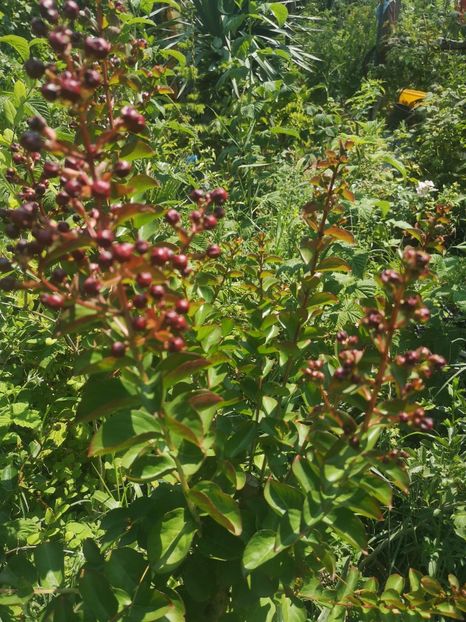 lager Dinamite,boboci - arbori ornamentali 2023