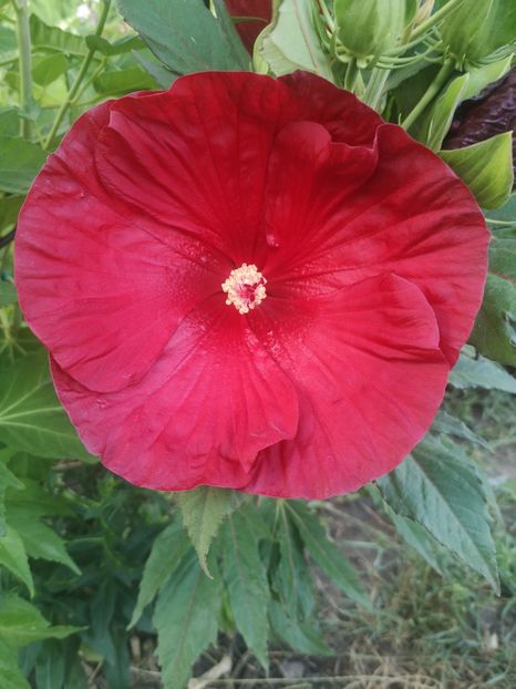 HM rosu - Gradina flori
