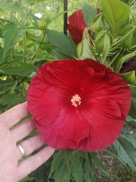 HM Cranberry Crush - Gradina flori