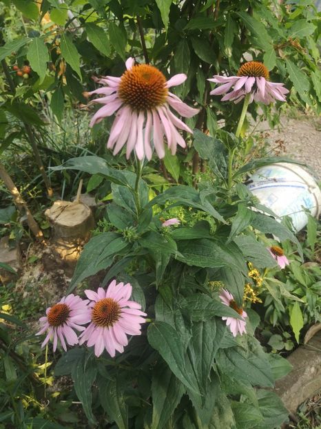  - Gradina flori