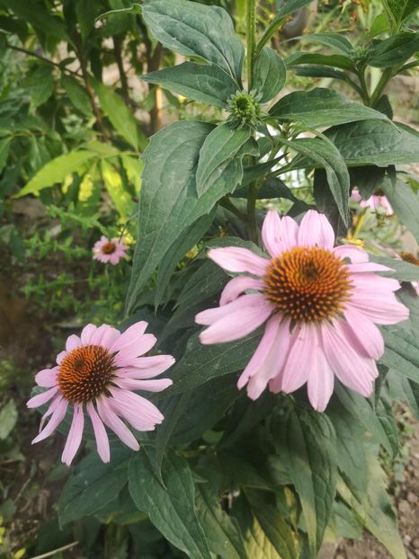  - Gradina flori