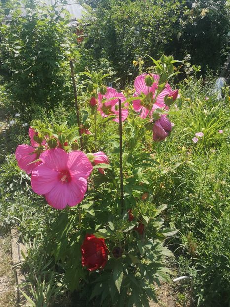  - Gradina flori