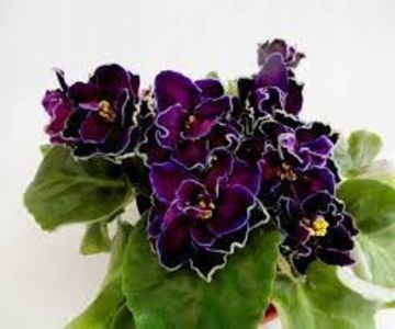 net - AV-Cherniloe Serdtse