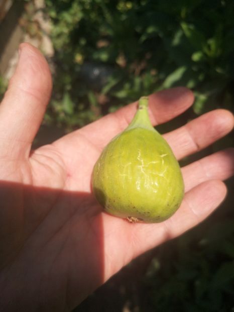 Breba Dottato romanesc - arbori fructiferi 2023