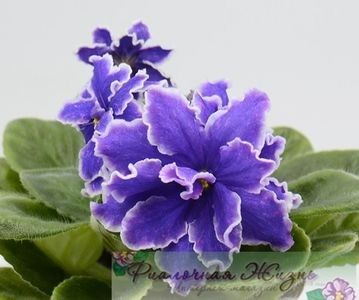 net - Kz-May Moy Sinyi