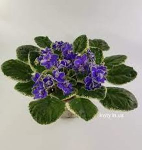 net - ND Bosfor Vosyochnyii