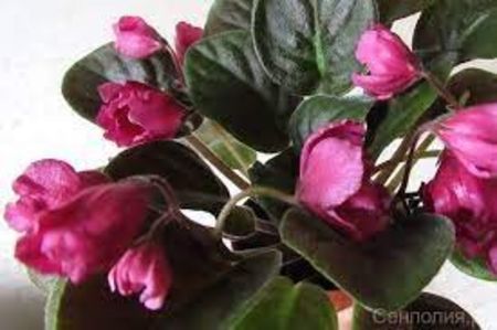 net - RM Krasnyy Tyulpan