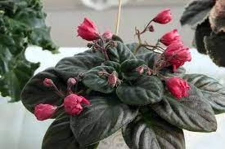 net - RM Krasnyy Tyulpan