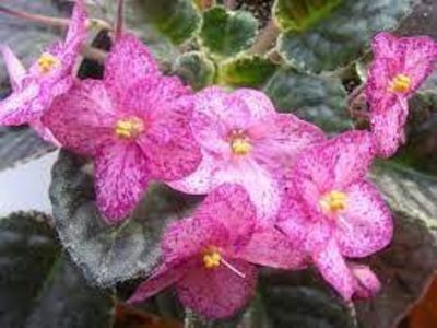 net - Buckeye Cherry Freckless