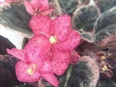 net - Buckeye Cherry Freckless