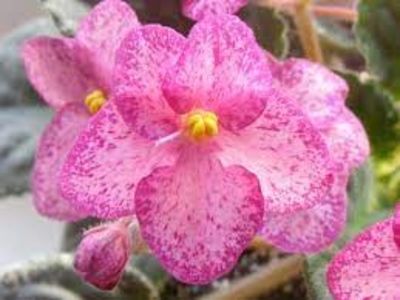 net - Buckeye Cherry Freckless