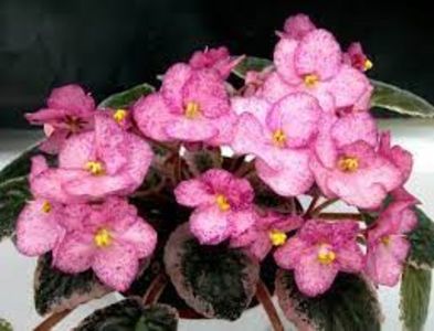 net - Buckeye Cherry Freckless