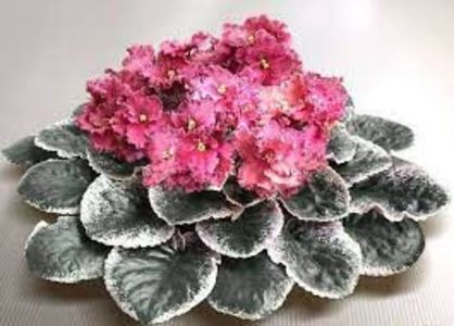 net - Ness Orange Pekoe