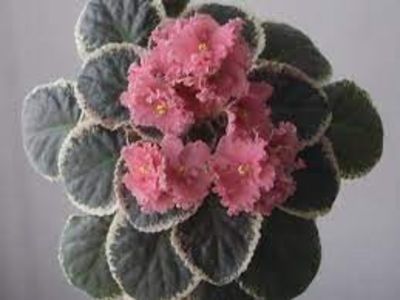 net - Ness Orange Pekoe