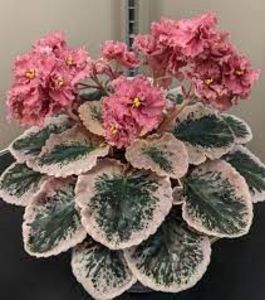 net - Ness Orange Pekoe