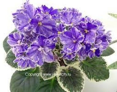 net - Ma S Taffy S Swirl