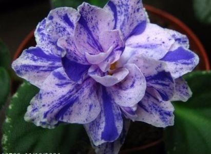 net - Ma S Taffy S Swirl