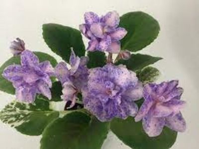 net - Ma S Taffy S Swirl