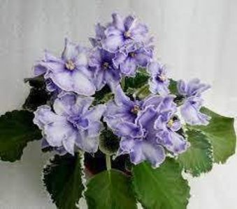 net - VAT-Kholodnoe Serdtse