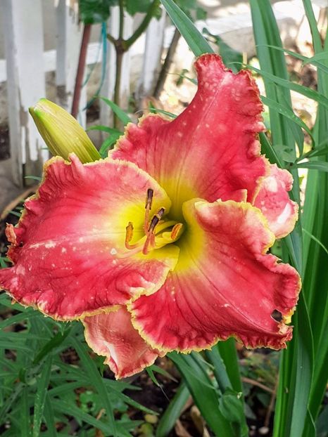  - 0001 HEMEROCALLIS - DELPHINUM