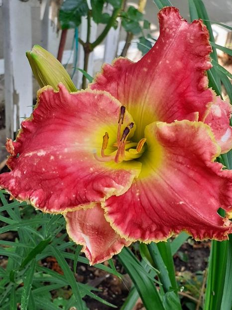 - 0001 HEMEROCALLIS - DELPHINUM