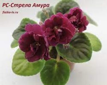 net - RS-Strela Amura