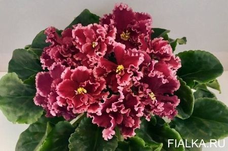 net - EK-Krasavitsa Moskvy